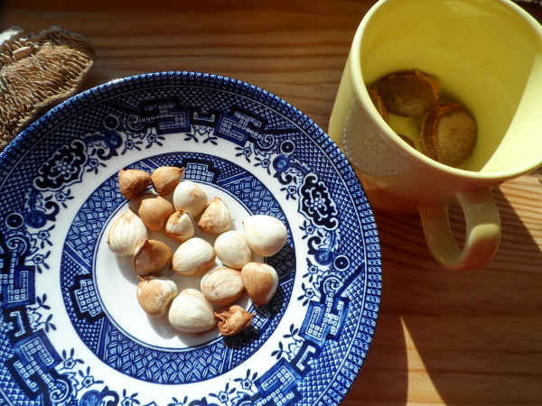 Apricot kernels