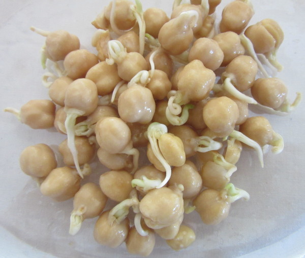 Sprouted chickpeas