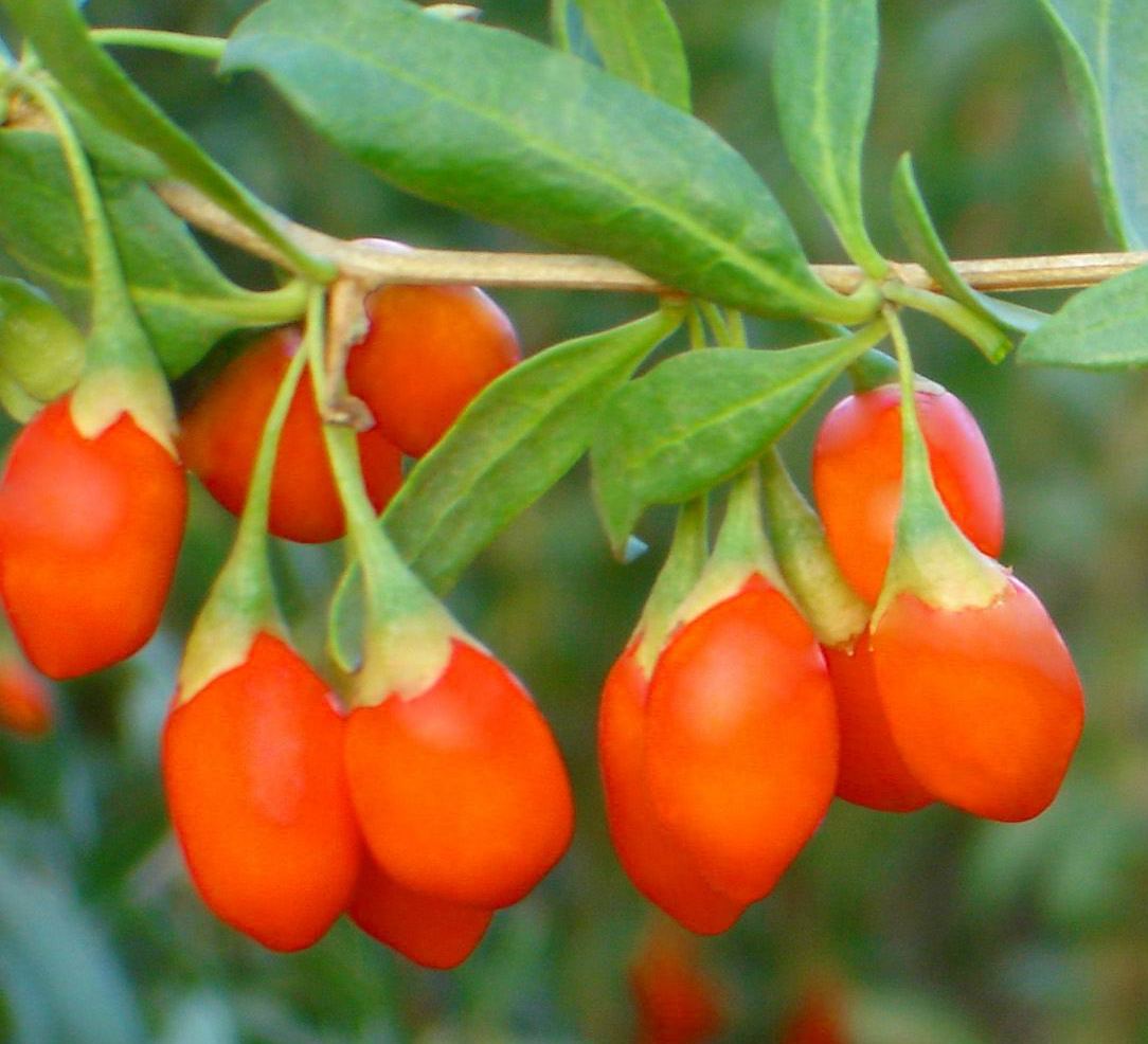 goji berries